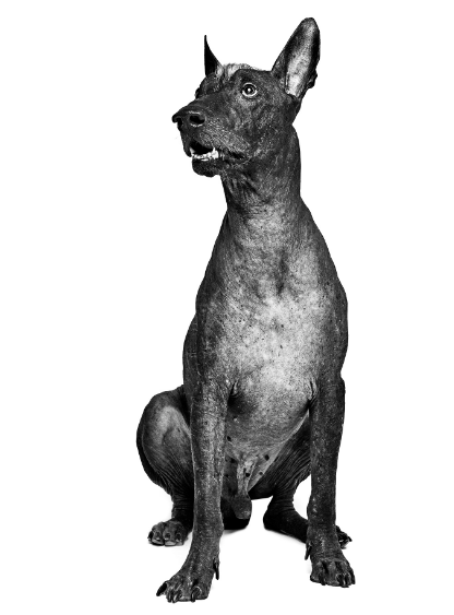 Délka zad (velikost) 60 cm