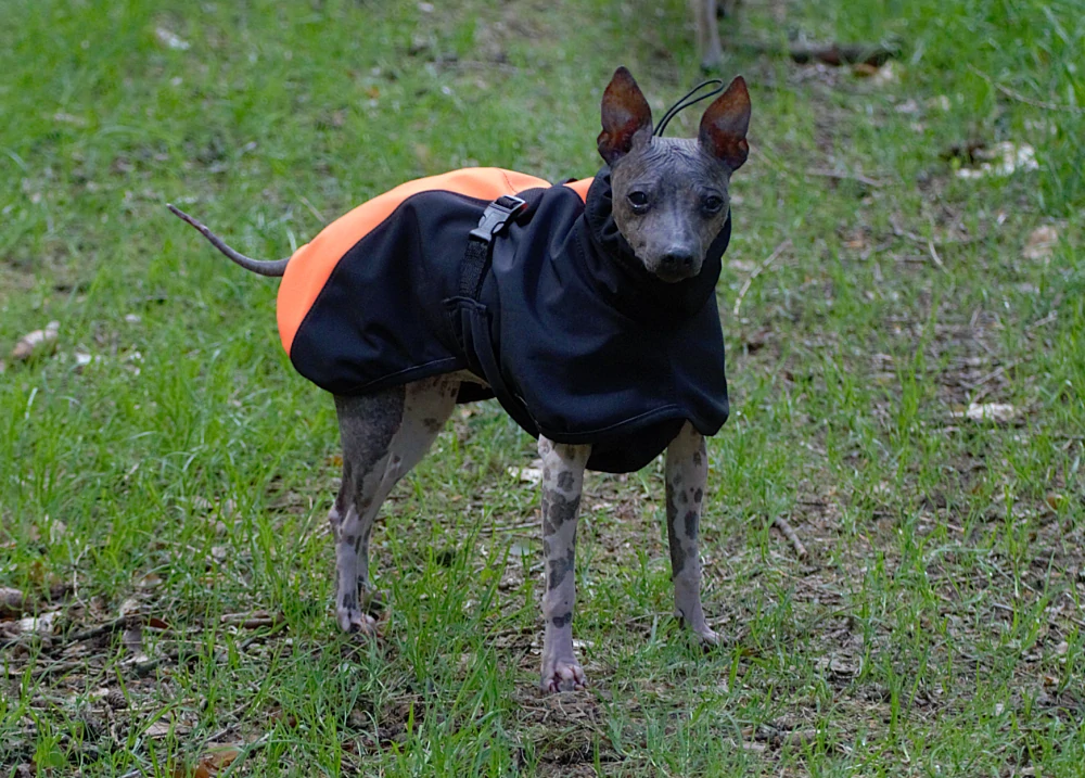Bunda softshellová s límcem- neon oranžová/černá